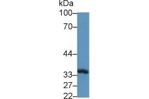Detection of TOR3A in Mouse Skeletal muscle lysate using Polyclonal Antibody to Torsin 3A (TOR3A) (TOR3A antibody  (AA 111-352))