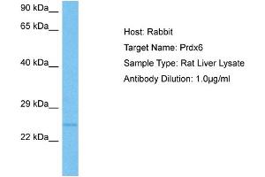 Host:  Rat  Target Name:  PRDX6  Sample Tissue:  Rat Liver  Antibody Dilution:  1ug/ml (Peroxiredoxin 6 antibody  (Middle Region))