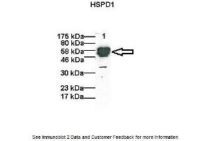 Western Blotting (WB) image for anti-Heat Shock 60kDa Protein 1 (Chaperonin) (HSPD1) (C-Term) antibody (ABIN504609) (HSPD1 antibody  (C-Term))