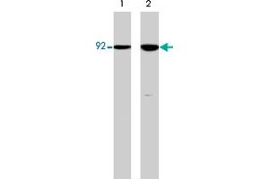 Western blot analysis of HCT-116 src transformed cells (20 mg/lane) serum starved overnight (lane 1) or treated with pervanadate (1 mM) for 30 min (lane 2). (CTNNB1 antibody  (N-Term))