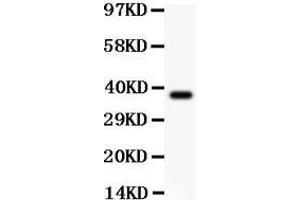 Anti-CIAS1/NALP3 Picoband antibody,  All lanes: Anti CIAS1  at 0. (NLRP3 antibody  (AA 21-194))