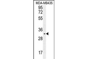 OR4K2 Antibody (C-term) (ABIN655864 and ABIN2845271) western blot analysis in MDA-M cell line lysates (35 μg/lane). (OR4K2 antibody  (C-Term))