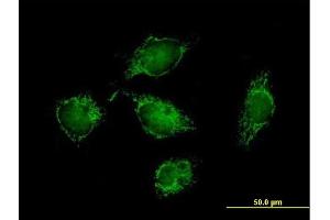 Immunofluorescence of purified MaxPab antibody to ATPIF1 on HeLa cell. (ATPase Inhibitory Factor 1 antibody  (AA 1-106))