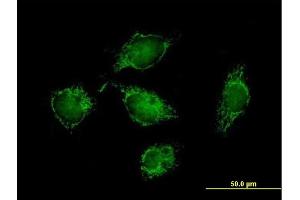 Immunofluorescence of purified MaxPab antibody to ATPIF1 on HeLa cell. (ATPase Inhibitory Factor 1 antibody  (AA 1-106))