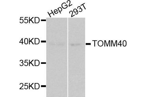 TOMM40 anticorps  (AA 1-90)
