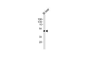 Western blot analysis of lysate from mouse liver tissue lysate, using Mouse Shb Antibody (C-term) (ABIN1537536 and ABIN2838254). (SHB antibody  (C-Term))