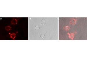 Expression of mGluR3 in rat PC12 cells - Cell surface detection of mGluR3 in live intact rat PC12 pheochromocytoma cells. (Metabotropic Glutamate Receptor 3 antibody  (Extracellular, N-Term))