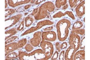 Formalin-fixed, paraffin-embedded human Kidney stained with MTAP Recombinant Rabbit Monoclonal Antibody (MTAP/3137R). (Recombinant MTAP antibody  (AA 97-196))