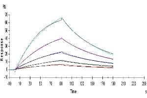 Human FGF21, His Tag immobilized on CM5 Chip can bind Human Human Klotho full length, His Tag with an affinity constant of 20nM as determined in a SPR assay (Biacore T200). (FGF21 Protein (AA 29-209) (His tag))