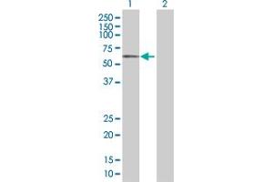 Western Blot analysis of SLC13A3 expression in transfected 293T cell line by SLC13A3 MaxPab polyclonal antibody. (SLC13A3 antibody  (AA 1-602))