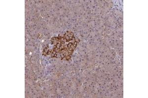 Immunohistochemical staining of human pancreas with ARHGAP19 polyclonal antibody  shows strong cytoplasmic positivity in islets of Langerhans. (ARHGAP19 antibody)