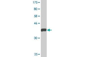 Western Blot detection against Immunogen (36. (EXOG antibody  (AA 269-368))