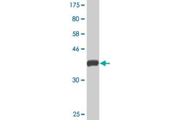 EXOG antibody  (AA 269-368)