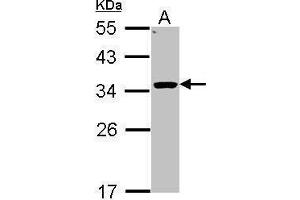 WB Image Sample (30 ug of whole cell lysate) A: Hep G2 , 12% SDS PAGE antibody diluted at 1:1000