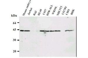 Western Blotting (WB) image for anti-Ring Finger Protein 2 (RNF2) antibody (ABIN1449179) (RNF2 antibody)