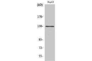 Western Blotting (WB) image for anti-Breast Cancer Anti-Estrogen Resistance 1 (BCAR1) (Tyr471) antibody (ABIN3176696) (BCAR1 antibody  (Tyr471))