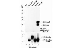 Western blot of HEK293 lysate overexpressing full-length human GEM (HA tagged), mock-transfected HEK293 (EV) and HEK293 transiently expressing  the GEM-related genes Rem, Rem2L and Rad. (GEM antibody)