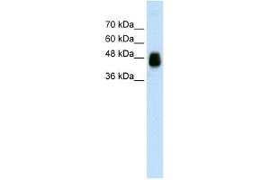 WB Suggested Anti-HOMER1 Antibody Titration:  0. (HOMER1 antibody  (N-Term))