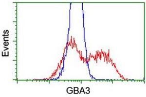 HEK293T cells transfected with either RC211035 overexpress plasmid (Red) or empty vector control plasmid (Blue) were immunostained by anti-GBA3 antibody (ABIN2454309), and then analyzed by flow cytometry. (GBA3 antibody  (AA 1-150, AA 370-469))