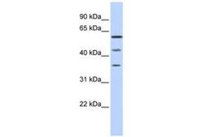 Image no. 1 for anti-PHD Finger Protein 23 (PHF23) (N-Term) antibody (ABIN6741100) (PHF23 antibody  (N-Term))