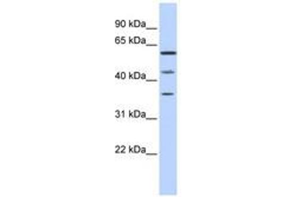PHF23 antibody  (N-Term)