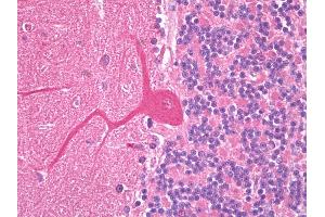 Anti-SLC38A1 antibody IHC of human brain, cerebellum, Purkinje. (SLC38A1 antibody  (AA 1-63))