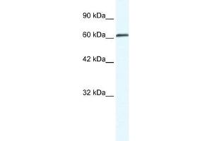 ZNF258 antibody used at 0. (ZMYM6 antibody  (Middle Region))