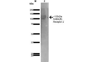 Western Blot analysis of Rat Brain Membrane showing detection of ~105 kDa GABA B Receptor 2 protein using Mouse Anti-GABA B Receptor 2 Monoclonal Antibody, Clone S81-2 . (GABBR2 antibody  (AA 861-912) (Atto 390))
