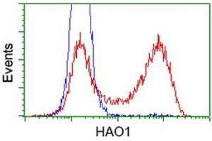 HEK293T cells transfected with either RC216834 overexpress plasmid (Red) or empty vector control plasmid (Blue) were immunostained by anti-HAO1 antibody (ABIN2453910), and then analyzed by flow cytometry. (HAO1 antibody)
