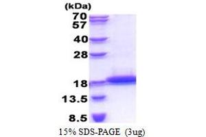 SDS-PAGE (SDS) image for T-Cell Leukemia/lymphoma 1B (TCL1B) (AA 1-128) protein (His tag) (ABIN5778808) (TCL1B Protein (AA 1-128) (His tag))