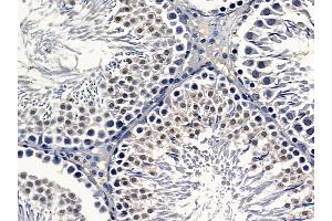 Nucleophosmin Mouse Monoclonal Antibody at 1/100 staining rat testis tissue by IHC-P.