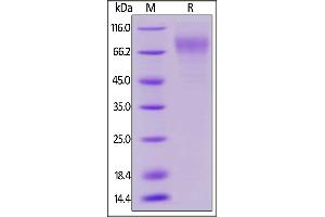 Biotinylated Human LILRA2, His,Avitag on  under reducing (R) condition. (LILRA2 Protein (AA 24-449) (His tag,AVI tag,Biotin))