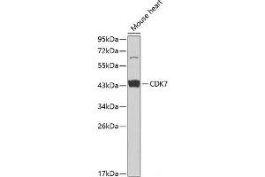 Western blot analysis of extracts of Mouse heart using CDK7 Polyclonal Antibody at dilution of 1:1000. (CDK7 antibody)