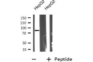 Western blot analysis on HepG2 cell lysate using RHBT2 Antibody