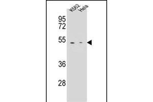 CPB1 Antibody (N-term) (ABIN655962 and ABIN2845347) western blot analysis in K562,Hela cell line lysates (35 μg/lane). (CPB1 antibody  (N-Term))