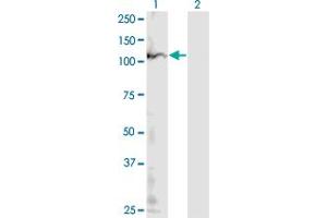 Western Blot analysis of POLR1B expression in transfected 293T cell line by POLR1B monoclonal antibody (M10), clone 4H6.