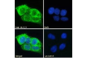 ABIN334440 Immunofluorescence analysis of paraformaldehyde fixed HepG2 cells, permeabilized with 0. (MUC13 antibody  (Internal Region))