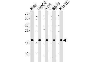 Western Blot at 1:2000 dilution Lane 1: Hela whole cell lysate Lane 2: HepG2 whole cell lysate Lane 3: A431 whole cell lysate Lane 4: BA/F3 whole cell lysate Lane 5: NIH/3T3 whole cell lysate Lysates/proteins at 20 ug per lane. (PPIB antibody  (AA 161-195))