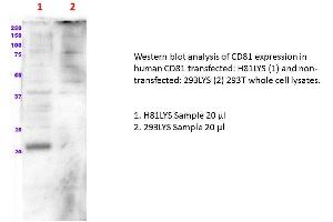 Image no. 1 for CD81 (human): 293T Lysate (ABIN1112258) (CD81 (human): 293T Lysate)