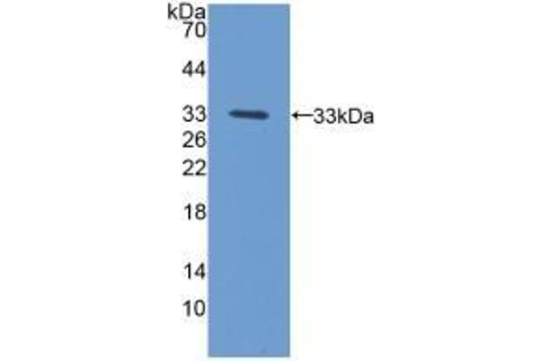 PCYOX1 抗体  (AA 249-505)