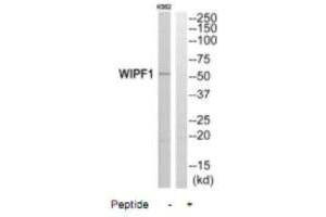 Western blot analysis of extracts from K562 cells, using WIPF1 antibody. (WIPF1 antibody  (C-Term))