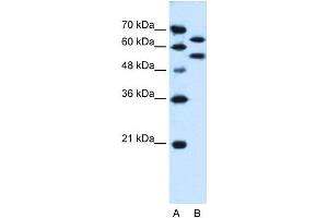 SIL1 antibody used at 0. (SIL1 antibody)