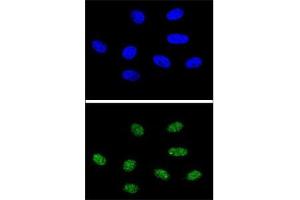 Confocal immunofluorescent analysis of PIN1 antibody with 293 cells followed by Alexa Fluor 488-conjugated goat anti-rabbit lgG (green). (PIN1 antibody  (AA 30-56))
