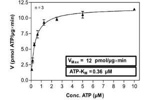 Image no. 2 for Homeodomain Interacting Protein Kinase 3 (HIPK3) (AA 163-562) (Active) protein (ABIN5569812) (HIPK3 Protein (AA 163-562))