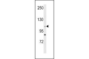 Western blot analysis of C14orf145 Antibody (Center) (ABIN652929 and ABIN2842595) in HL-60 cell line lysates (35 μg/lane). (CEP128 antibody  (AA 906-935))