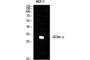 Western Blot (WB) analysis of specific cells using GCSm-gamma Polyclonal Antibody. (GCSm-gamma (Internal Region) antibody)