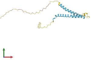 AlphaFold protein structure predicition of Human Recombinant TMEM88B Protein, UniprotID A6NKF7 (TMEM88B Protein (AA 1-163) (His tag))