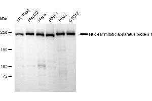 Western blotting analysis using Nuclear mitotic apparatus protein 1 antibody (ABIN7799648). (Recombinant NUMA1 antibody)