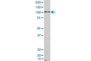 ARHGEF1 monoclonal antibody (M03), clone 4C4 Western Blot analysis of ARHGEF1 expression in K-562 . (ARHGEF1 antibody  (AA 830-927))