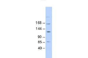 Western Blotting (WB) image for anti-RAD50 Homolog (S. Cerevisiae) (RAD50) (N-Term) antibody (ABIN2499732) (RAD50 antibody  (N-Term))